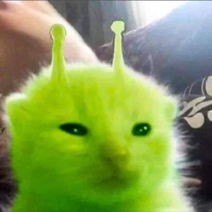 green alien cat